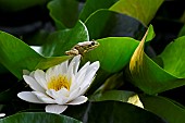 Green frog on a white water lily in bloom, Jean-Marie Pelt Botanical Garden, Nancy, Lorraine, France