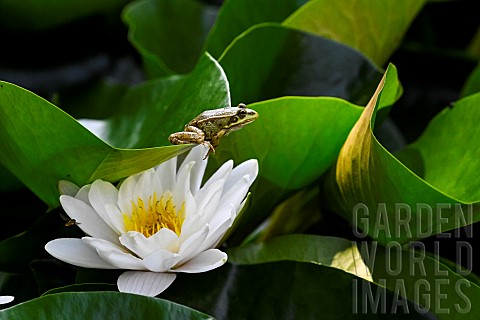 Green_frog_on_a_white_water_lily_in_bloom_JeanMarie_Pelt_Botanical_Garden_Nancy_Lorraine_France