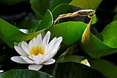 Green frog jumping from a white water lily in bloom, Jean-Marie Pelt Botanical Garden, Nancy, Lorraine, France