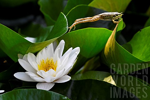 Green_frog_jumping_from_a_white_water_lily_in_bloom_JeanMarie_Pelt_Botanical_Garden_Nancy_Lorraine_F