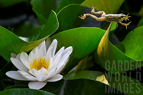 Green_frog_jumping_from_a_white_water_lily_in_bloom_JeanMarie_Pelt_Botanical_Garden_Nancy_Lorraine_F