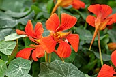 Common Nasturtium (Tropaeolum majus)