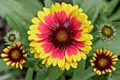 Blanketflower (Gaillardia sp.)