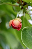 Chinese magnolia vine (Schisandra rubriflora)