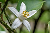 Orange tree (Citrus sinensis) flower