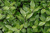 Pittosporum tenuifolium Beach Ball