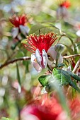 Feijoa (Acca sellowiana) flowers