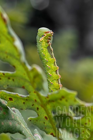 Great_Prominent_Moth_Peridea_anceps_caterpillar_feeding_on_Oak_Quercus_sp_leaf_Gard_France