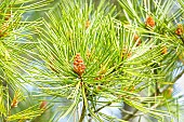 Lacebark Pine, Pinus bungeana, needle