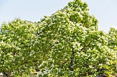 Southern Catalpa, Catalpa bignonioides, in bloom