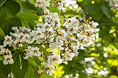 Southern Catalpa, Catalpa bignonioides, flowers