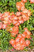 Rose Decorosier® Isalia® Noat1804, flowers