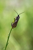 Heterogynis (Heterogynis sp.) on a twig, Alpes-de-Haute-Provence, France