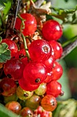 Redcurrant (Ribes rubrum)