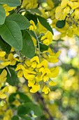 Common laburnum (Laburnum anagyroides) flowers, Alpes-de-Haute-Provence, France