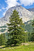 European larch (Larix decidua) in summer, Vallon du Laverq, Ubaye Valley, Alpes-de-Haute-Provence, France