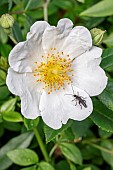 False blister beetle (Oedemera atrata) on Dog rose (Rosa sp.), Gers, France