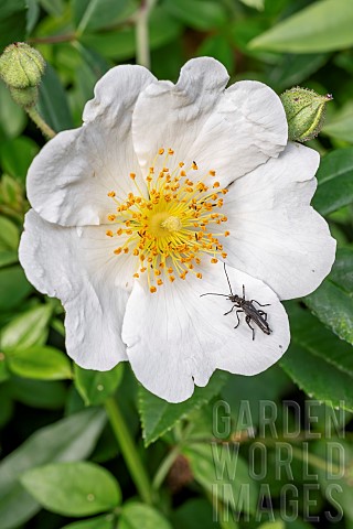 False_blister_beetle_Oedemera_atrata_on_Dog_rose_Rosa_sp_Gers_France