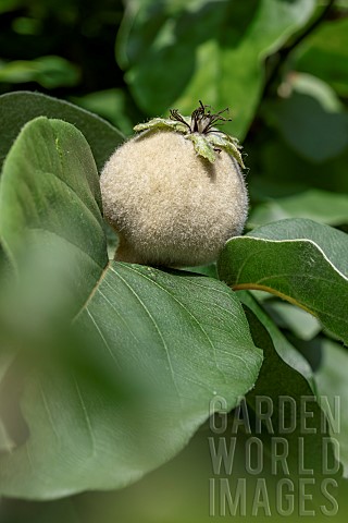 Quince_Cydonia_oblonga_young_fruit_in_may_Gers_France
