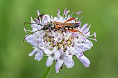 Longhorn beetle (Stenopterus rufus) on Scabious (Scabiosa sp.) flower, Gard, France