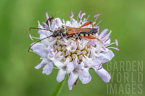 Longhorn_beetle_Stenopterus_rufus_on_Scabious_Scabiosa_sp_flower_Gard_France
