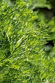 Cola Plant (Artemisia abrotanum var. maritima), leaves