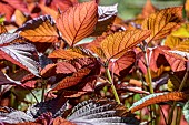 Shiso (Perilla frutescens) leaves