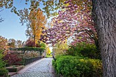 Japanese cherry in bloom in spring, Parc de la Citadelle, Calais, Hauts-de-France, France