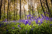 Bluebell (Hyacinthoides non scripta) flowers in spring, Tournehem-sur-la-Hem, Pas de Calais, France