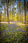 Bluebell (Hyacinthoides non scripta) flowers in spring, Tournehem-sur-la-Hem, Pas de Calais, France