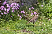 Song Thrush (Turdus philomelos)