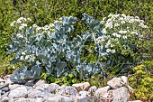 Sea kale (Crambe maritima)