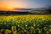 Rape field in bloom at sunset in spring, Côte dOpale, Escalles, Pas-de-Calais, France