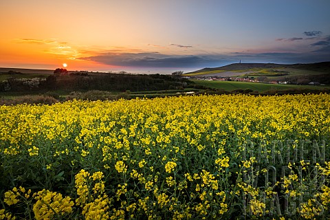 Rape_field_in_bloom_at_sunset_in_spring_Cte_dOpale_Escalles_PasdeCalais_France