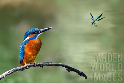 Male_kingfisher_Alcedo_atthis_on_a_branch_and_dragonfly_Caleopteryx_splendens_Vosges_du_Nord_Regiona