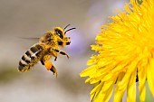 Honey bee (Apis mellifera) on dandelion flower, Vosges du Nord Regional Nature Park, France