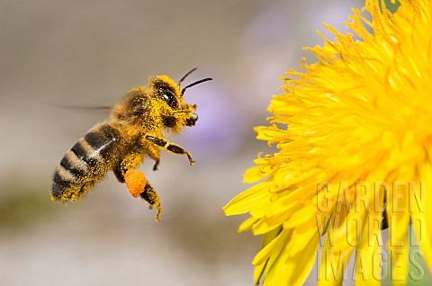 Honey_bee_Apis_mellifera_on_dandelion_flower_Vosges_du_Nord_Regional_Nature_Park_France