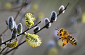 Honey bee (Apis mellifera) on a willow tree in bloom, Vosges du Nord Regional Nature Park, France