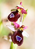 Drome Ophrys (Ophrys bertolonii ssp drumana) flowers, Mont Ventoux, Provence, France