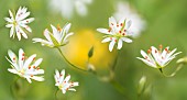 Greater chickweed (Stellaria neglecta) flowers, Vosges du Nord Regional Nature Park, France. Digital editing
