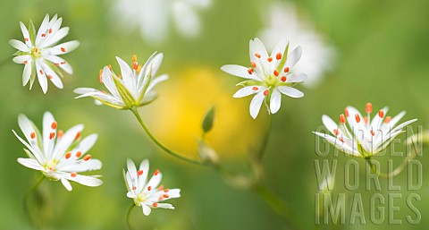 Greater_chickweed_Stellaria_neglecta_flowers_Vosges_du_Nord_Regional_Nature_Park_France_Digital_edit