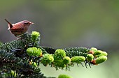 Wren (Troglodytes troglodytes) on a fir tree, Vosges du Nord Regional Nature Park, France