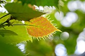 Henrys Lime (Tilia henryana) young leaves in spring