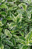 Spindle (Euonymus fortunei) Harlequin