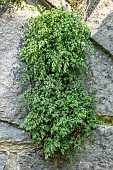 Wall rue (Asplenium ruta-muraria), Alpes-de-Haute-Provence, France