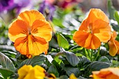 Horned pansy (Viola cornuta) orange cultivar