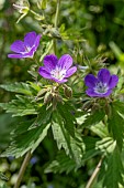 Wood cranesbill (Geranium sylvaticum), Alpes-de-Haute-Provence, France