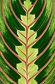 Prayer plant (Maranta leuconeura) Fascinator = Erythroneura, leaf detail
