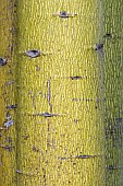 Flame tree (Brachychiton acerifolius) bark