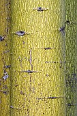 Flame tree (Brachychiton acerifolius) bark